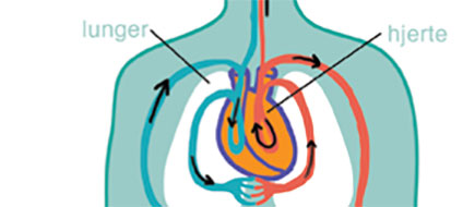 Hjerte og kredsløb